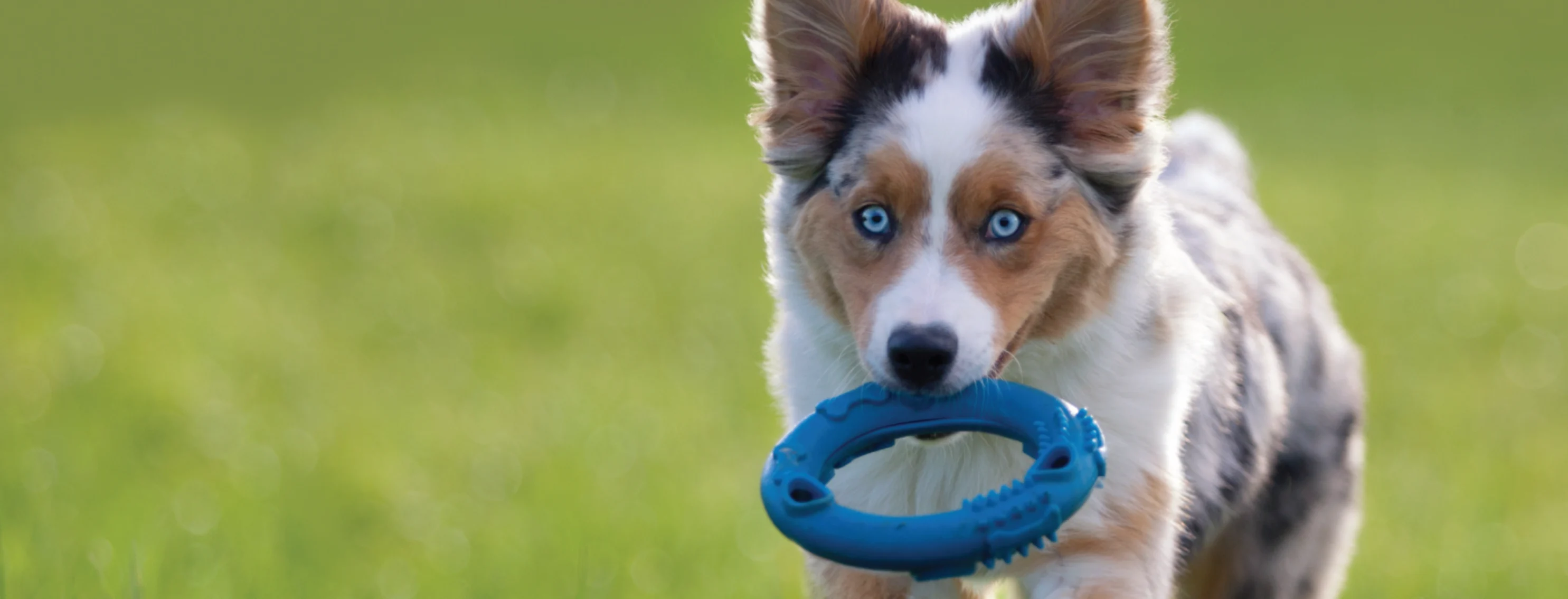 Dog with bright blue eyes and a blue toy in its mouth. 